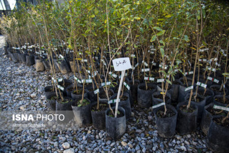 تولید نهالستان‌های استان سمنان از مرز ۷ میلیون نهال هم گذشت