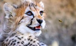 پیروز تلف شد