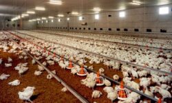 کمبود گوشت مرغ در استان بوشهر وجود ندارد