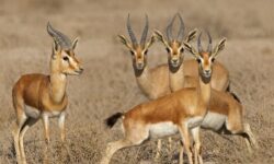 بازگشت آهو جبیر به آغوش طبیعت در پارک ملی نایبند بوشهر+تصویر