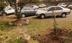 کشت ۱۴.۴ میلیون اصله نهال در اراضی منابع طبیعی استان بوشهر+ تصویر