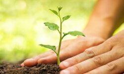 تولید ۳۰۰ هزار نهال در استان بوشهر