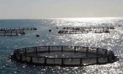 تولید ۲.۶ میلیون تن انواع آبزیان تا افق ۱۴۰۴ در کشور