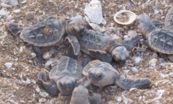 نرم و آهسته به سراغ طبیعت بروید