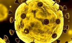 روند صعودی ابتلا به کرونا در استان بوشهر