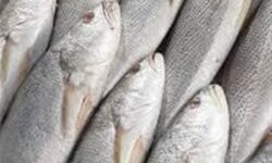 صید شوریده ماهیان تا اطلاع ثانوی آزاد شد