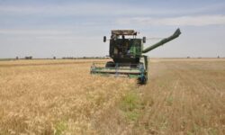 برداشت گندم در استان بوشهر آغاز شد