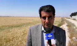 بوشهر امسال در تولید گندم خودکفا می‌شود