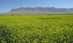 نخستین برداشت کلزای کشور از استان بوشهر آغاز شد