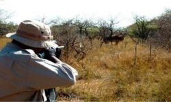 دستگیری ۳ متخلف شکار و صید غیرمجاز پرندگان در استان بوشهر