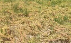 آغاز برداشت گیاه شوری زیست کینوا در دشتستان