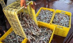 میزان تولید میگوی پرورشی در استان بوشهر به ۴۵ هزار تن میرسد میزان تولید میگوی پرورشی در استان بوشهر به ۴۵ هزار تن میرسد