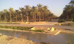 نخلستانهای دشتستان سیراب میشوند