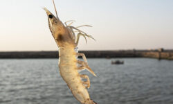 پیشبینی برداشت ۴۵ هزار تنی میگو پرورشی در بوشهر