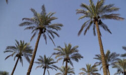 آفات خطرناک در نخیلات بوشهر/ از سوسک چوبخوار تا کنه‌ تارعنکبوتی