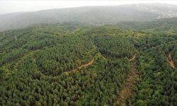 جنگل ۵۰۰ هکتاری بین بوشهر و دلوار ساخته می‌شود