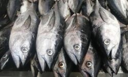 صادرات ماهی از بوشهر ممنوع شد