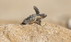 اقدامات حفاظتی از لاک‌پشت‌های منقار عقابی خلیج فارس به دانشگاه باهنر کرمان سپرده شد