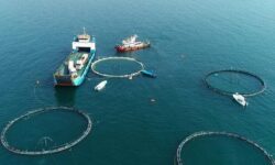 زنجیره پرورش ماهی‌درقفس در استان بوشهر تکمیل می‌شود