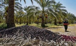 مرثیهای برای نگرانی نخلداران بوشهری/ خرمایی که بفروش نمیرود و بازاری که دیگر نیست