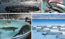 طراحی شهرهای مولد با رویکرد آبزیپروری در سواحل بوشهر