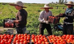 بیش از یک میلیون تن محصولات کشاورزی در بوشهر برداشت میشود