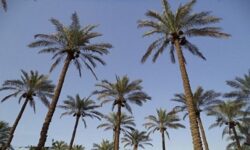 صادرات خرمای بوشهر بهشرط گواهی سلامت