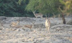 توازن جمعیتی جیران‌ها و مقاومت بومیان خارگ؛ فردا دیر است