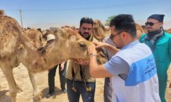 شترهای شهرستان دیر ویزیت و درمان رایگان شدند