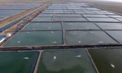 ذخیره‌سازی یک میلیارد بچه میگو در ۲۴۵۰ هکتار اراضی پرورشی استان بوشهر