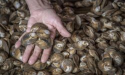 صدف خوراکی در استان بوشهر تولید میشود