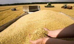 بیش از ۱۵۰هزار تن گندم در استان بوشهر برداشت شد