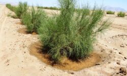 میزان فرسایش خاک در استان بوشهر ۲۲ تن در هکتار است