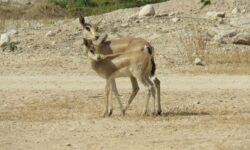 تعدیل جمعیت آهوان در جزیره خارگ ضروری است