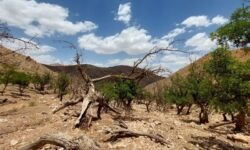 وضعیت تمام دشتهای استان بوشهر بحرانی شد/ آب چاهها دیگر قابل بهرهبرداری نیست