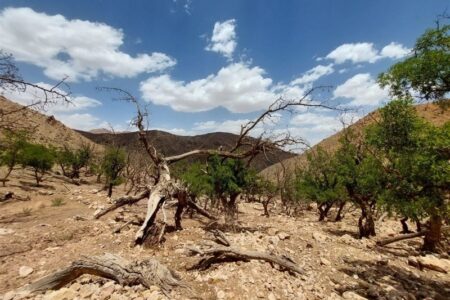 وضعیت تمام دشت‌های استان بوشهر ‌بحرانی شد/ آب چاه‌ها‌ ‌دیگر قابل بهره‌برداری نیست‌