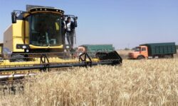 گندم‌کاران بوشهری ‌۱۳۷۵ میلیارد تومان پول گرفتند