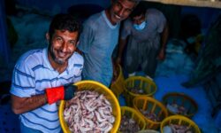 ارزآوری ۱۵۲ میلیون دلاری صادرات میگو در بوشهر