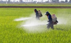 توزیع کود یارانهای هزینه کشاورزان را ۳۰ درصد کاهش داد