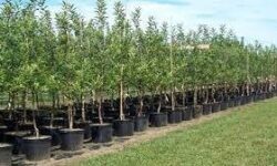 ۱۶ میلیون درخت در استان بوشهر کاشت می‌شود