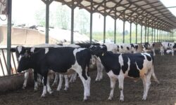 نوسازی اماکن دامی در استان بوشهر/ تولید شیر و گوشت افزایش می‌یابد