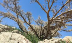 با قطع کنندگان گونه گیاهی «گون» برخورد میشود