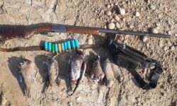 شکارچیان کبوترهای وحشی در دیلم دستگیر شدند