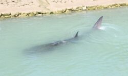 کوسه سواران خلیج فارس به مراجع قضائی معرفی شدند