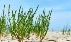 کشت گیاهان شورپسند در بوشهر/ توسعه تولید جلبک، زالو و صدف خوراکی