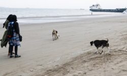 تفریح دلهره آور دلواریها با سایه ترس سگهای ولگرد