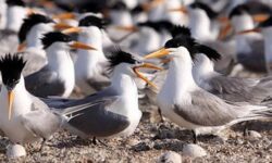 میزبانی از ۷۵ هزار جفت پرنده تابستان‌گذران در بوشهر