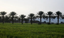 طرح ملی جهش تولید در دیم‌زارهای استان بوشهر کلید خورد