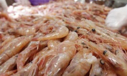 پرورشدهندگان میگو هشدارهای قرنطینهای بیماری نکروز را جدی بگیرند