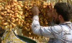 آغاز برداشت محصول «خارک» از نخلستان‌های استان بوشهر
